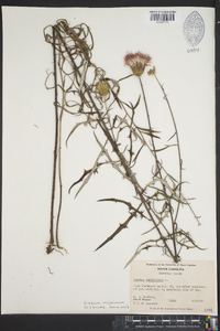 Cirsium virginianum image