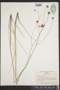 Coreopsis nudata image