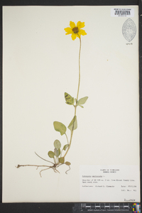 Coreopsis auriculata image