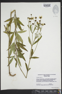 Coreopsis tripteris image