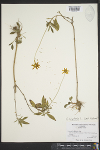 Coreopsis tripteris image