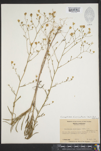 Croptilon divaricatum image