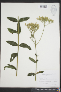 Eupatorium album image