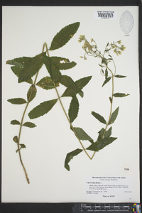 Eupatorium album image