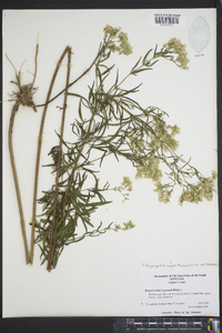 Eupatorium hyssopifolium var. hyssopifolium image