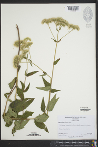 Eupatorium pilosum image