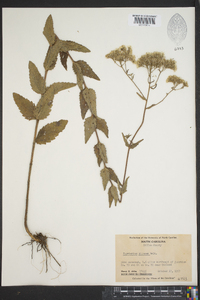 Eupatorium pilosum image