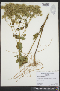 Eupatorium rotundifolium var. ovatum image