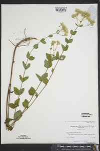 Eupatorium rotundifolium var. rotundifolium image