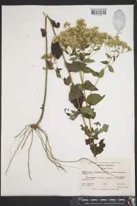 Eupatorium rotundifolium var. ovatum image