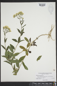 Eupatorium pilosum image