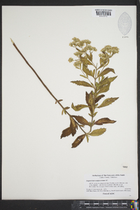 Eupatorium semiserratum image