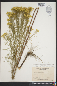 Euthamia galetorum image