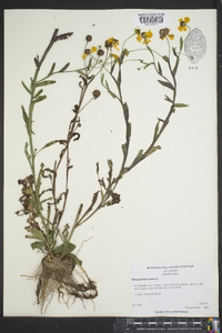 Helenium flexuosum image