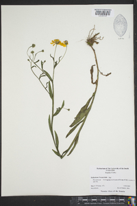 Helenium flexuosum image