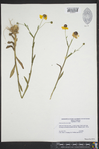 Helenium flexuosum image