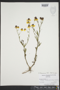 Helenium flexuosum image