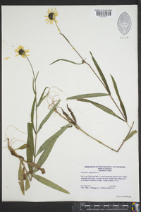 Helianthus angustifolius image