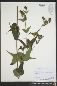 Helianthus divaricatus image