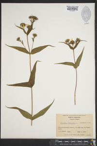 Helianthus divaricatus image