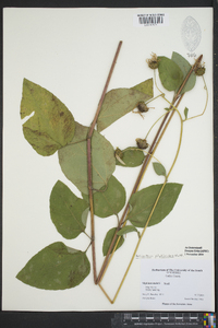 Helianthus silphioides image