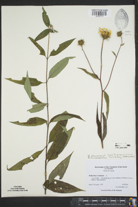 Helianthus strumosus image