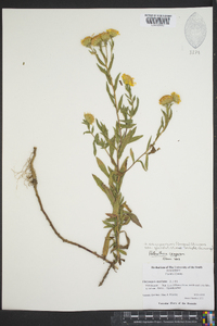 Heterotheca camporum var. glandulissima image
