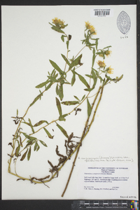 Heterotheca camporum image