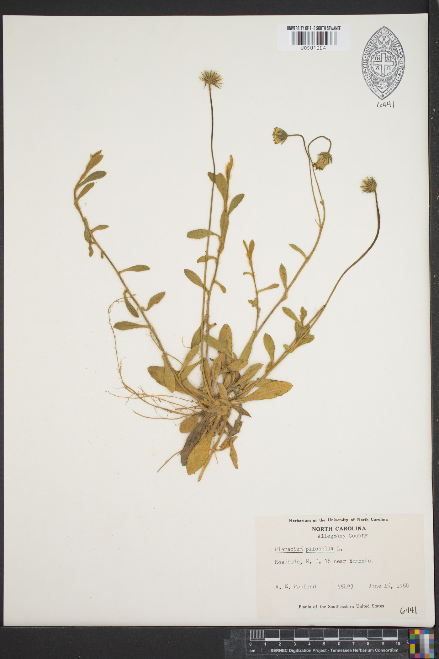 Hieracium pilosella image