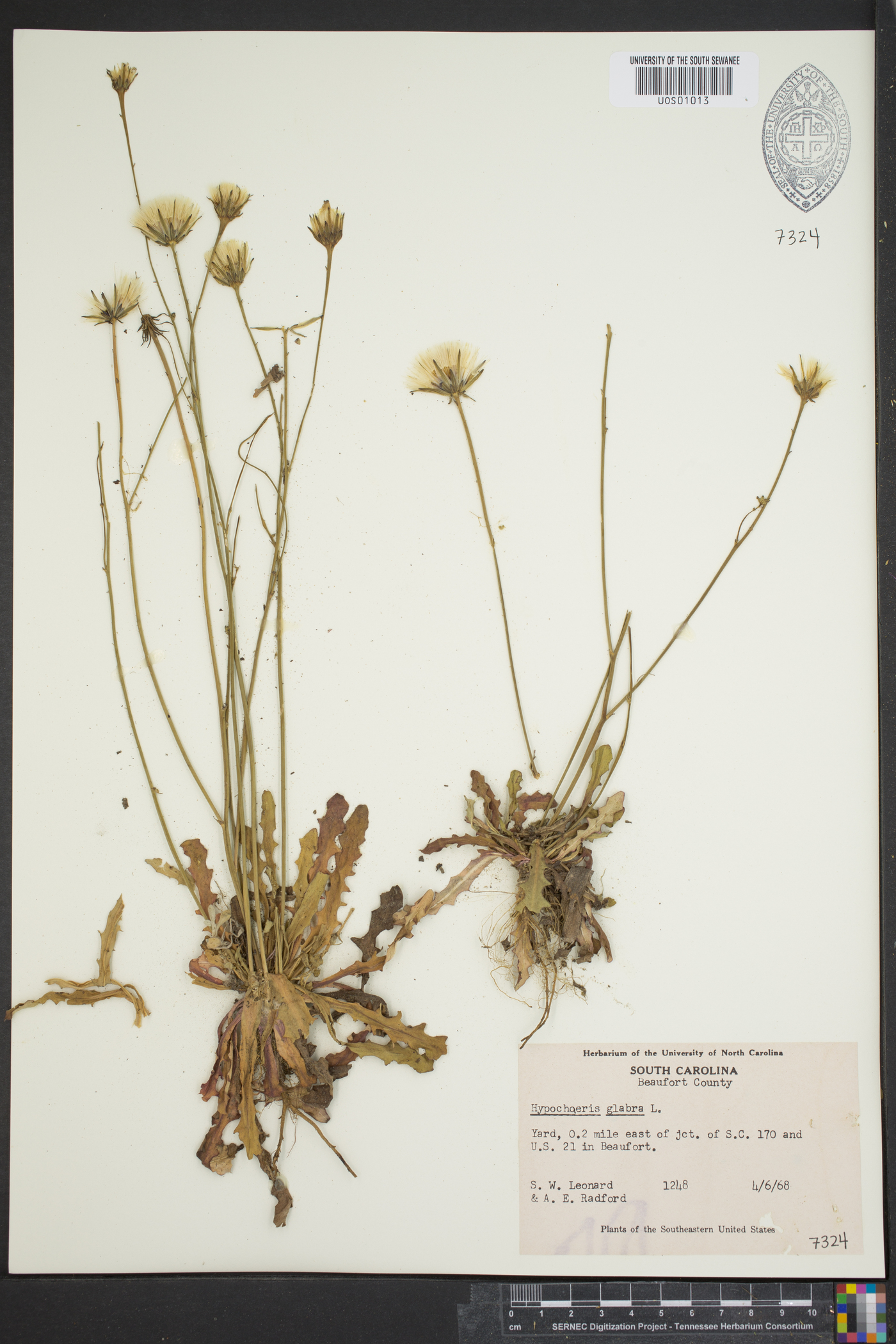 Hypochaeris glabra image