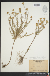 Ionactis linariifolia image