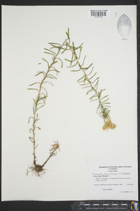 Ionactis linariifolia image