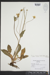 Krigia biflora image