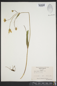 Krigia biflora image