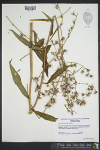 Lactuca floridana image