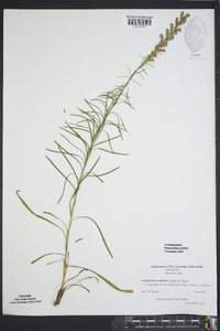 Liatris microcephala image