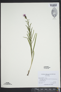 Liatris cylindracea image