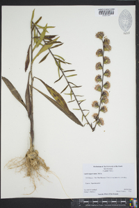 Liatris squarrulosa image