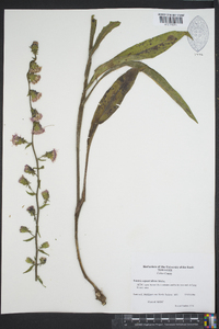 Liatris squarrulosa image