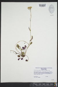 Packera obovata image