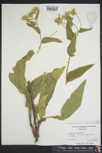 Parthenium integrifolium var. integrifolium image