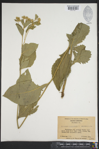 Parthenium integrifolium image