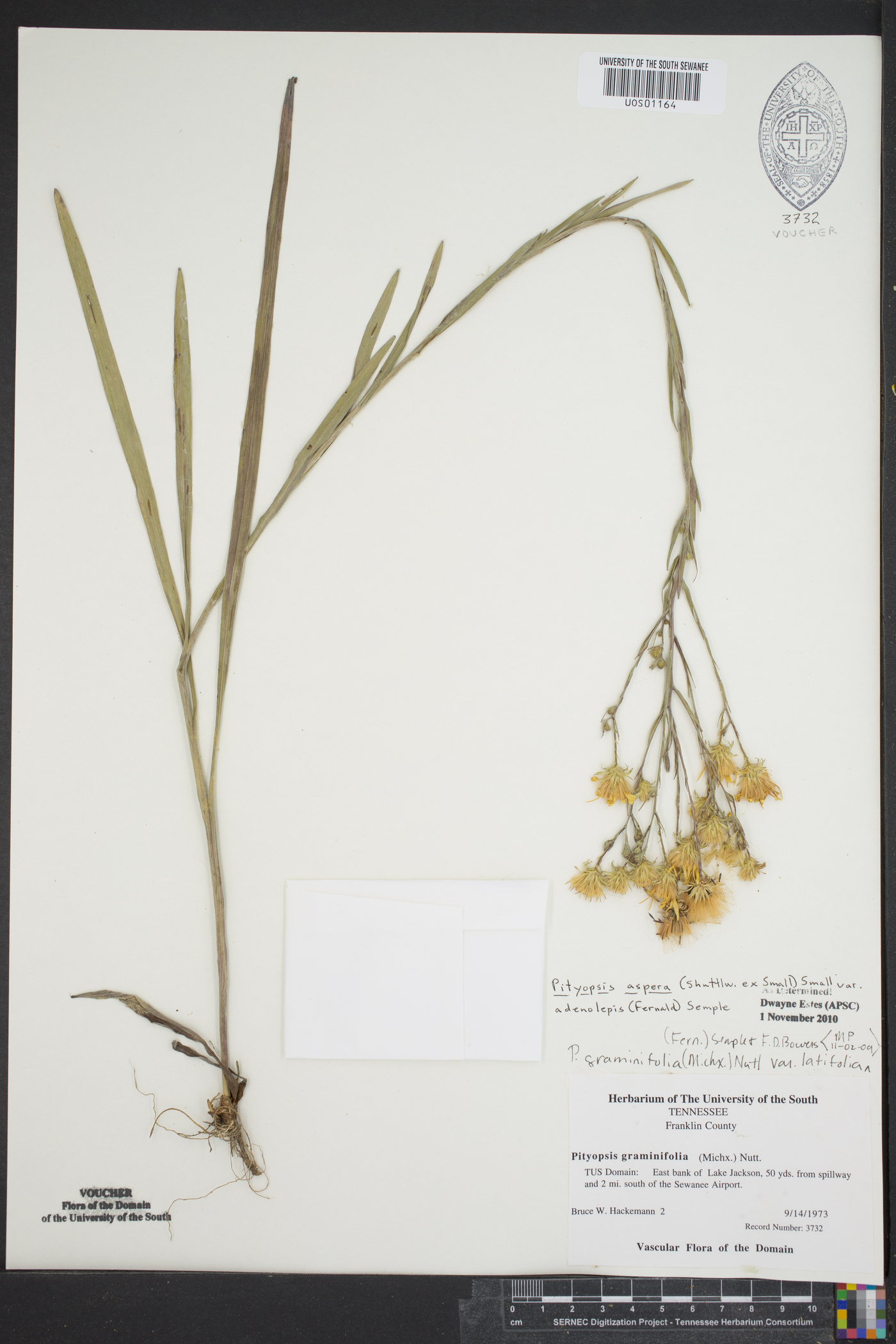 Pityopsis aspera var. adenolepis image