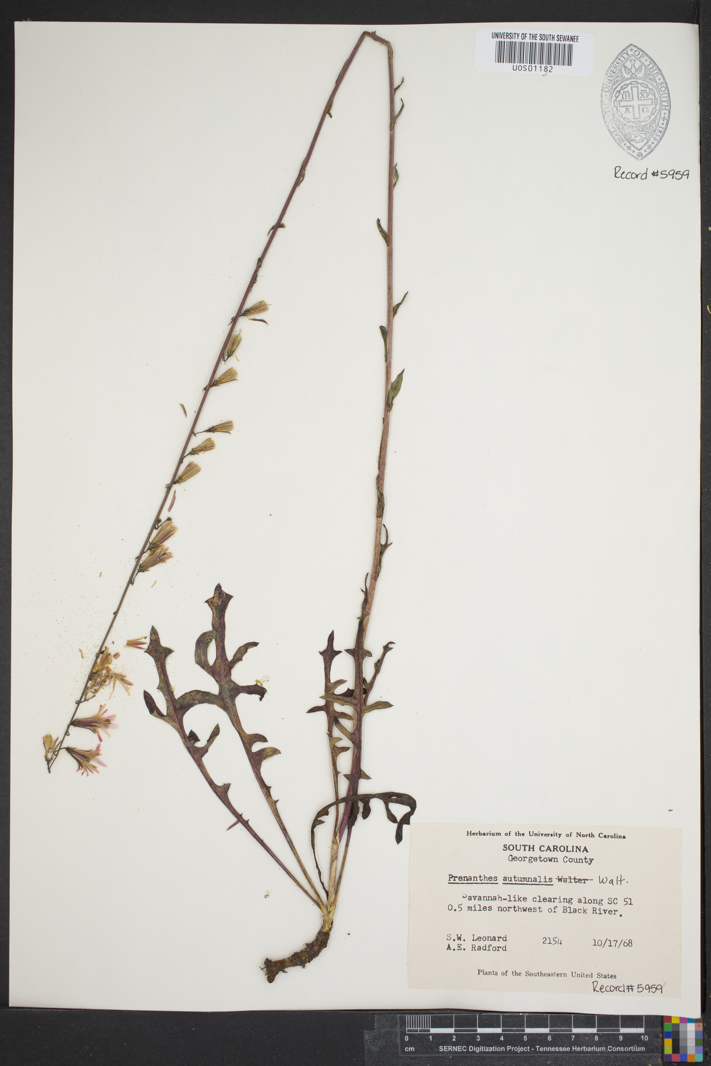 Nabalus autumnalis image