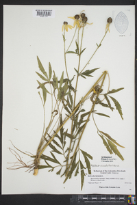 Ratibida pinnata image