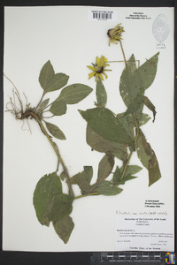 Rudbeckia hirta var. hirta image