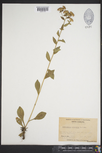 Sericocarpus asteroides image