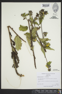 Silphium asteriscus var. dentatum image