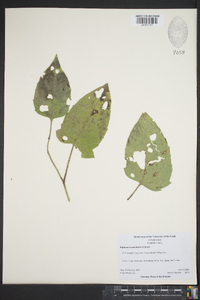 Silphium brachiatum image