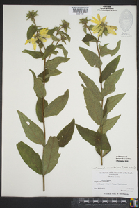 Silphium asteriscus var. asteriscus image